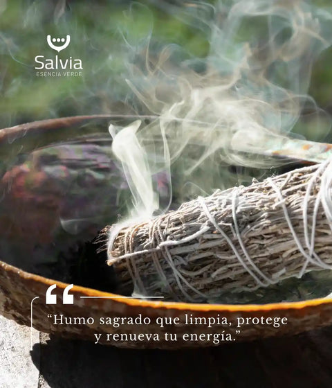 Atados de salvia blanca para purificar