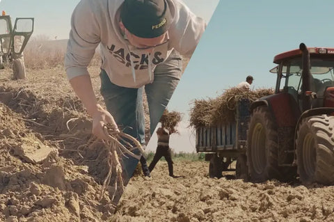 Cultivo ecológico de regaliz