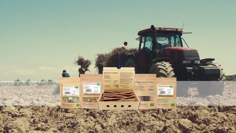 cultivo de regaliz natural en navarra