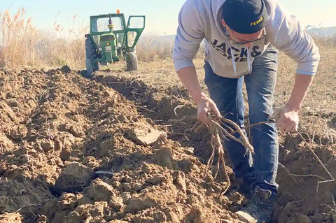 Cultivos de paloduz marca frisafran