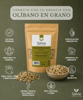 Información sobre la resina de olíbano en grano